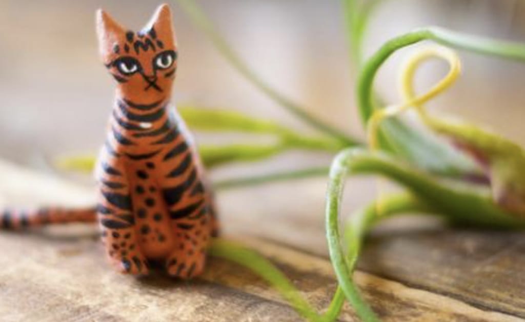2022猫